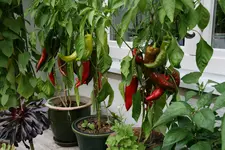 Paprika1116.webp