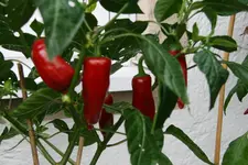 Chilie0315.webp