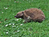 IMG_3178v (2).webp