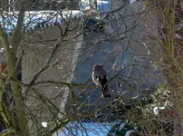 P1000210.webp