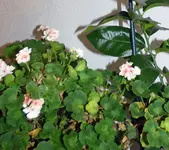 P1030879 Geranie 2 ü Flur 300117.webp