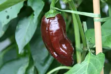 Chilie0115.webp