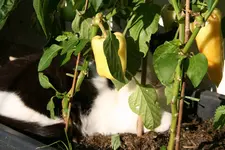 Schnucki Paprikawächter0116.webp