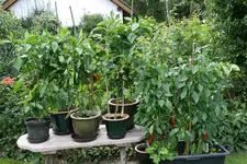 Paprika0615.webp