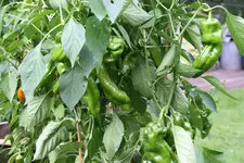 Paprika0215.webp