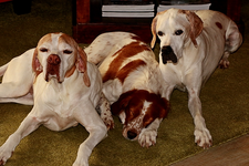 girls_sharing the only sunny spot_carpet_640.webp