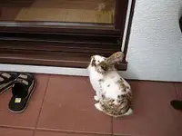 Laßt mich rein.webp