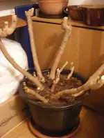 DSCF5260.webp
