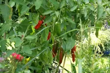 verkleinert-Chilie0114.webp