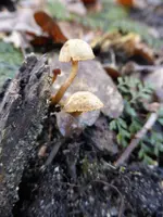 P1040214 Pilze (unbekannt).webp