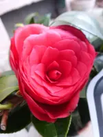 P1270374.webp