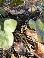 P1040216 Leberblümchen.webp