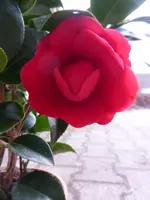 P1270375.webp