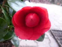 P1270371.webp
