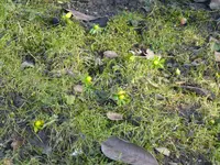 P1040221 Winterling.jpg