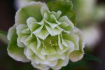 Helleborus2909.jpg