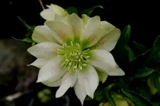 Heleborus1407c.webp