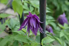 Cl.fauriei campanulina plena0509b.webp