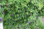 Cl.fauriei campanulina plena0609b.jpg