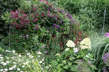 Cl.vit.Polith Spirit und Rubra0315.webp