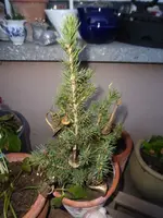P1270430.webp