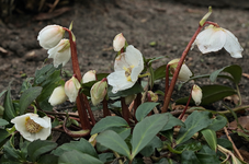 Christrose_Helleborus_weiss_in voller Blüte_900.JPG
