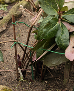 Lenzrose treibt aus_700.webp