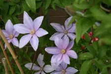 Cl.vit.Scented Clem0216.webp