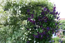 Cl.vit.Viola0416.webp
