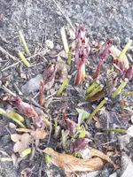 P1040236.webp
