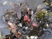 P1040268.webp