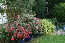 Fuchsien0116.webp