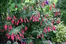 Fuchsie Leverkusen0108.webp