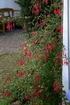 Fuchsie winterhart0507a.jpg