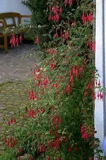 Fuchsie winterhart0507a.webp