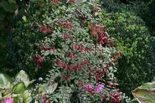 Fuchsie winterhart2412a.webp