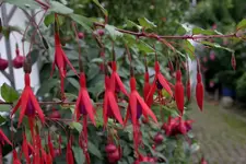 Fuchsie winterhart2007.webp