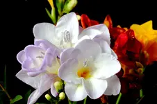 0530 - Kopie.webp