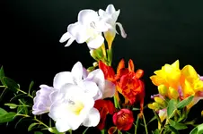0532 - Kopie.webp