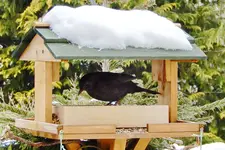 DSCN0581.webp