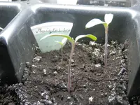 P2040344.webp