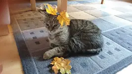 IMG-20160918-WA0004.webp