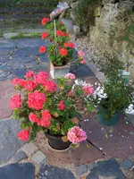 100_3032.JPG