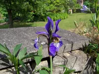 100_3274.webp