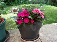 100_3278.webp