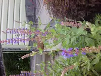 Foto0191.jpg