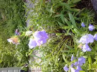 Foto0194.webp