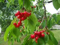 100_2890.JPG