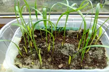 2017_0206winterschutz0001.webp