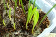 2017_0206winterschutz0003.webp